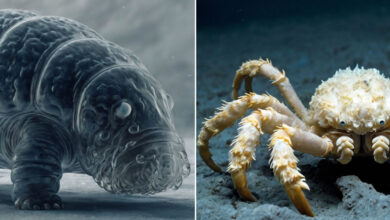 10 animais que conseguem sobreviver em condições extremas 3