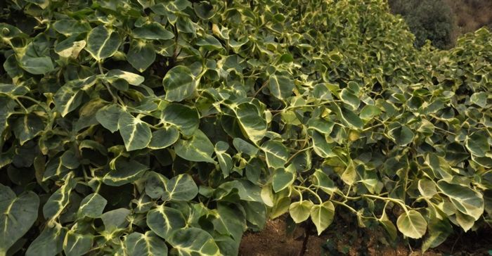 O “Cérebro Verde” da boquila trifoliolata