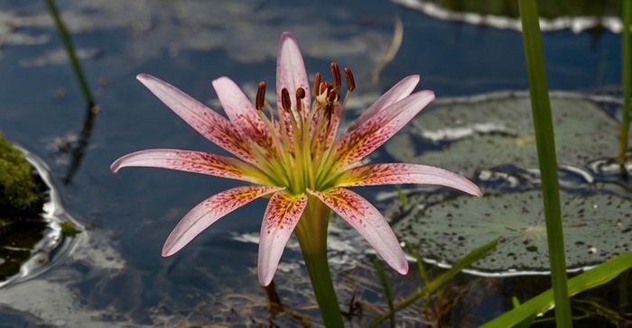 A planta que faz reféns