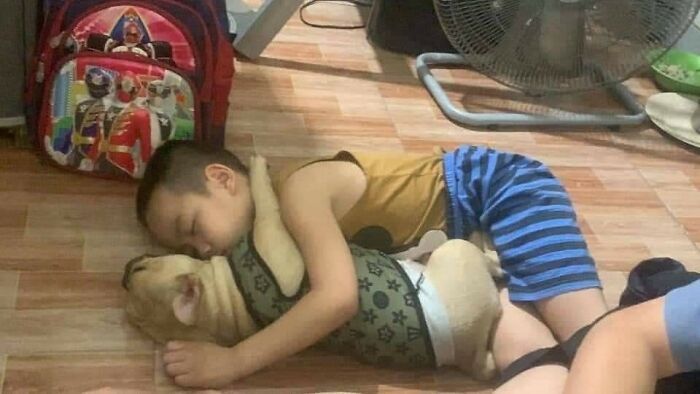 Cães engraçados: os melhores momentos que só eles sabem proporcionar (35 fotos) 4