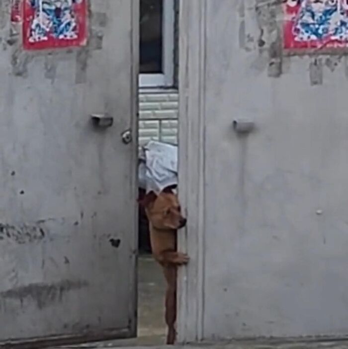 Cães engraçados: os melhores momentos que só eles sabem proporcionar (35 fotos) 8