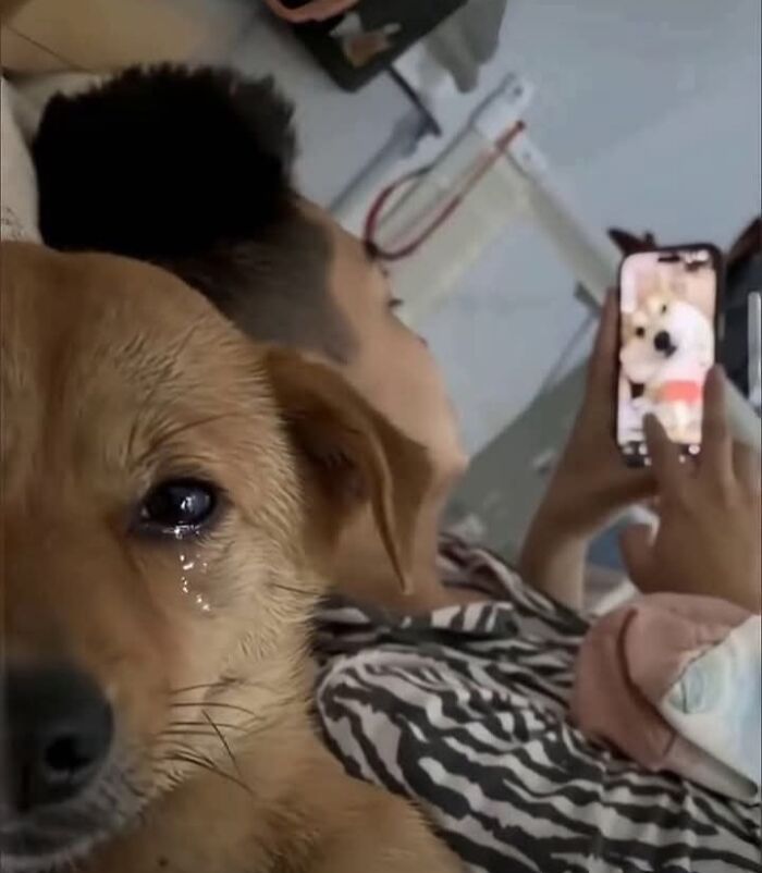 Cães engraçados: os melhores momentos que só eles sabem proporcionar (35 fotos) 10