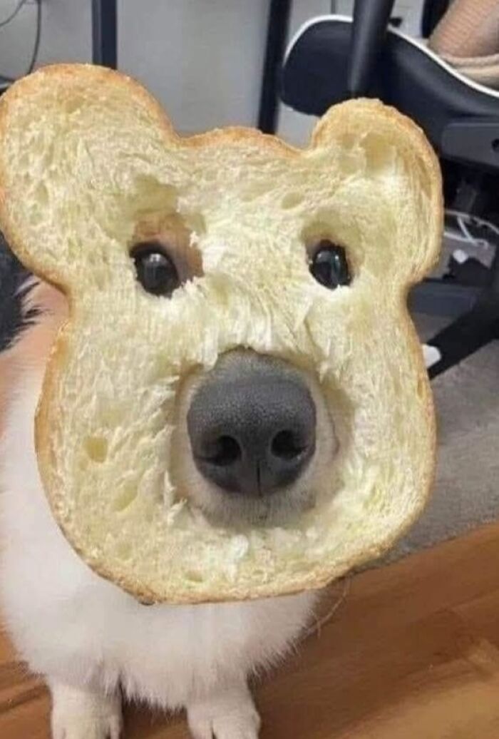 Cães engraçados: os melhores momentos que só eles sabem proporcionar (35 fotos) 12