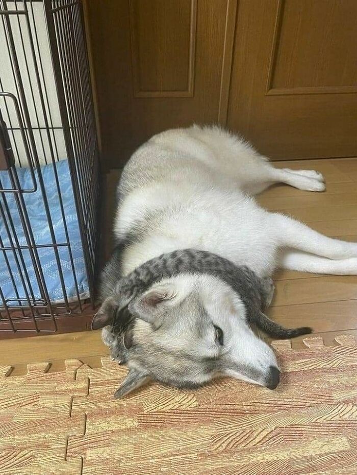 Cães engraçados: os melhores momentos que só eles sabem proporcionar (35 fotos) 13