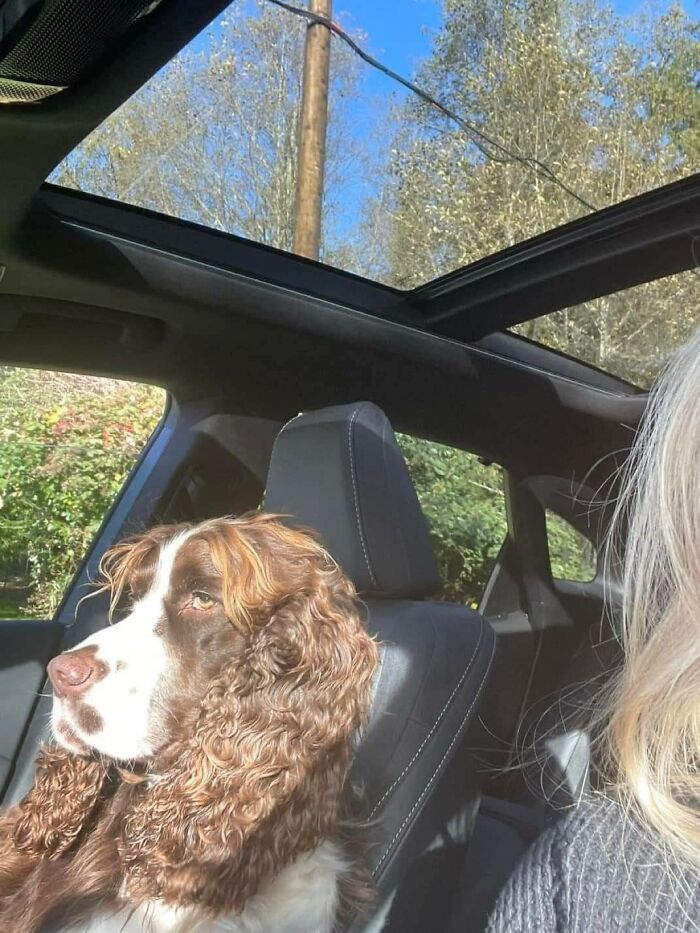 Cães engraçados: os melhores momentos que só eles sabem proporcionar (35 fotos) 17