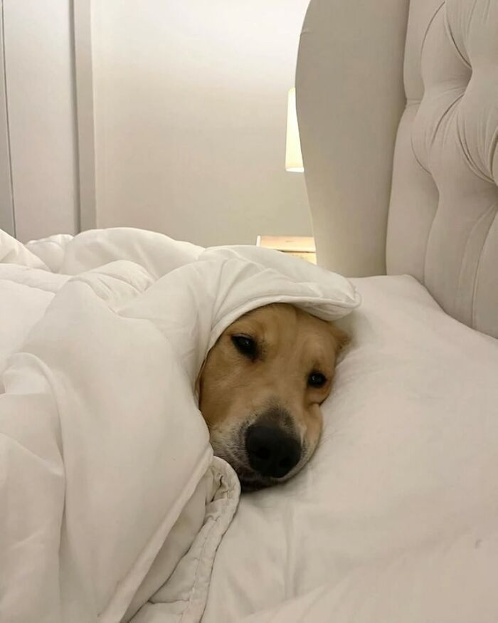 Cães engraçados: os melhores momentos que só eles sabem proporcionar (35 fotos) 20