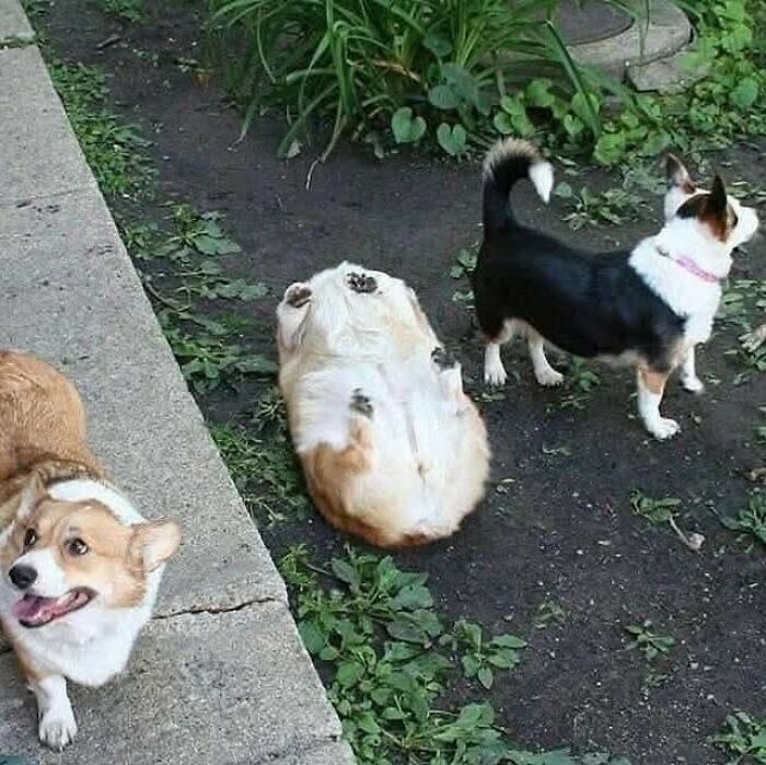 Cães engraçados: os melhores momentos que só eles sabem proporcionar (35 fotos) 25