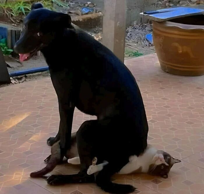 Cães engraçados: os melhores momentos que só eles sabem proporcionar (35 fotos) 26