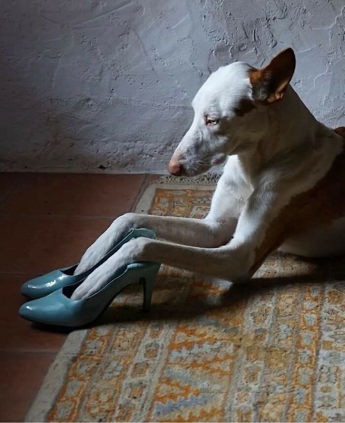 Cães engraçados: os melhores momentos que só eles sabem proporcionar (35 fotos) 32