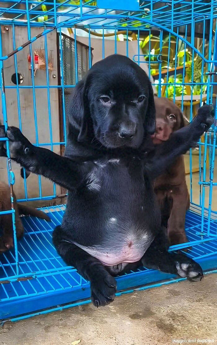 Cães engraçados: os melhores momentos que só eles sabem proporcionar (35 fotos) 33