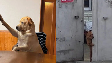 Cães engraçados: os melhores momentos que só eles sabem proporcionar (35 fotos) 9