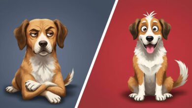 Dilema do cachorro fiel: sarcasmo ou amor incondicional? 7