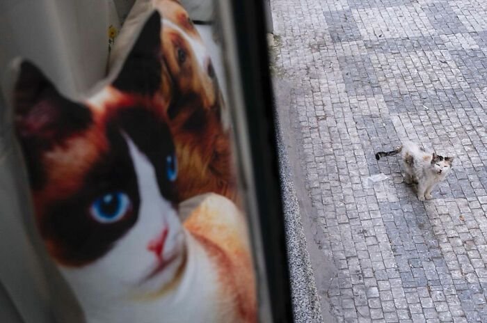 Fotografia de rua com humor: o olhar criativo de Serkan Tekin (35 fotos) 26