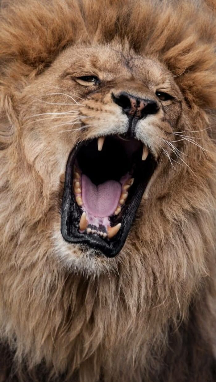 Fotógrafo mostra que não é preciso viajar o mundo para capturar a alma dos animais (32 fotos)