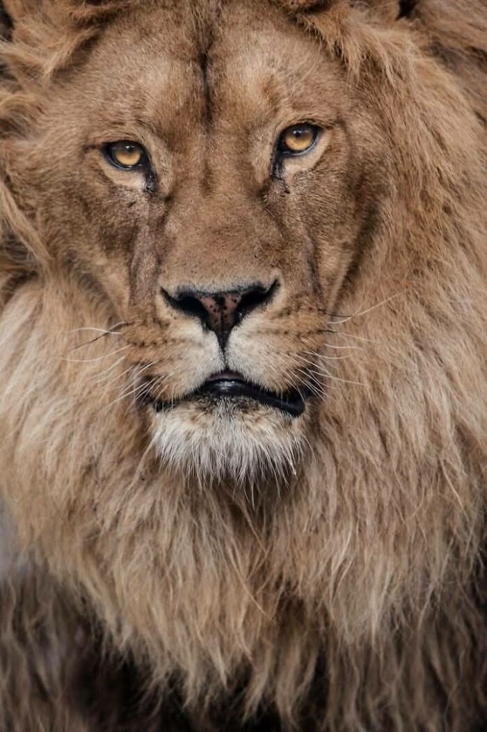 Fotógrafo mostra que não é preciso viajar o mundo para capturar a alma dos animais (32 fotos) 1