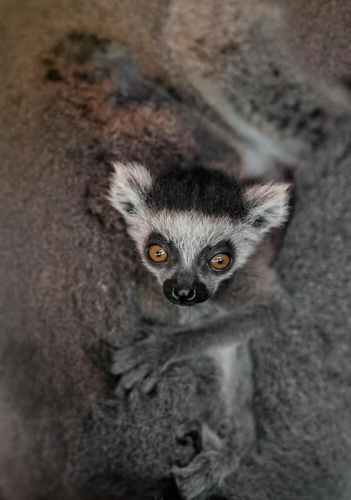 Fotógrafo mostra que não é preciso viajar o mundo para capturar a alma dos animais (32 fotos) 2