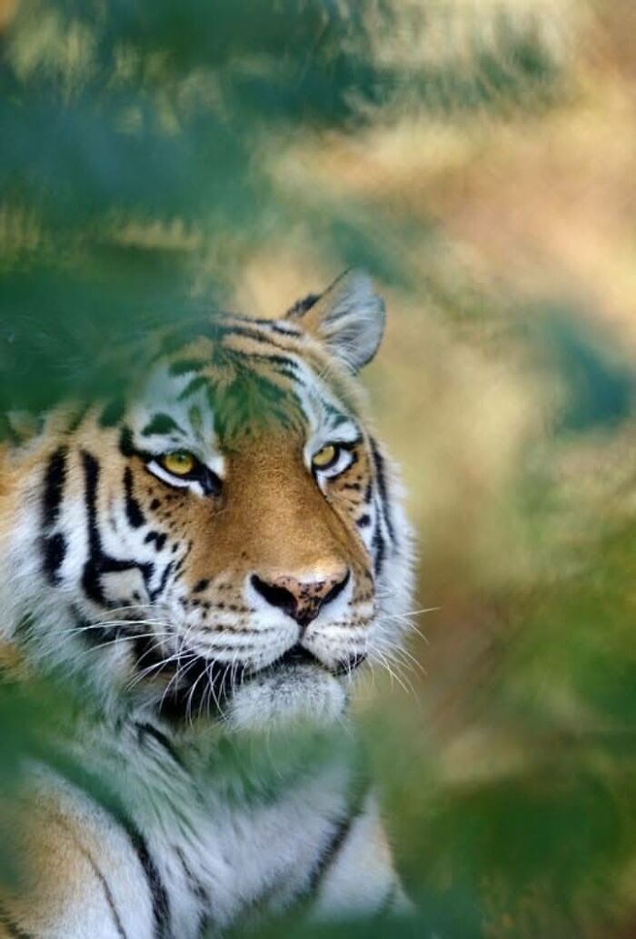 Fotógrafo mostra que não é preciso viajar o mundo para capturar a alma dos animais (32 fotos) 3