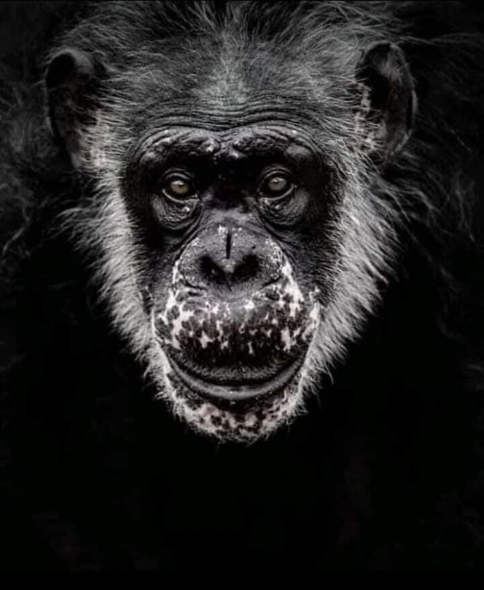 Fotógrafo mostra que não é preciso viajar o mundo para capturar a alma dos animais (32 fotos) 5