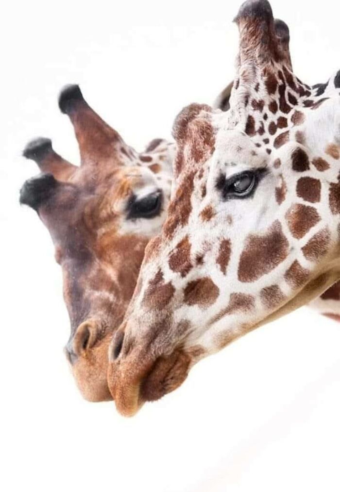 Fotógrafo mostra que não é preciso viajar o mundo para capturar a alma dos animais (32 fotos) 6