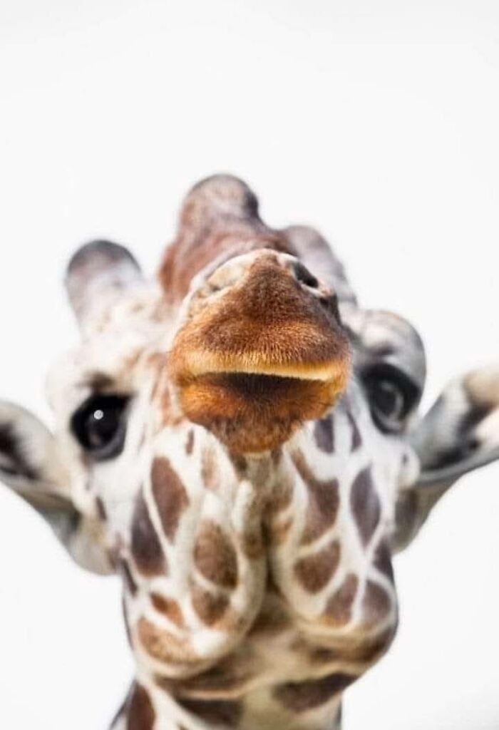 Fotógrafo mostra que não é preciso viajar o mundo para capturar a alma dos animais (32 fotos) 7