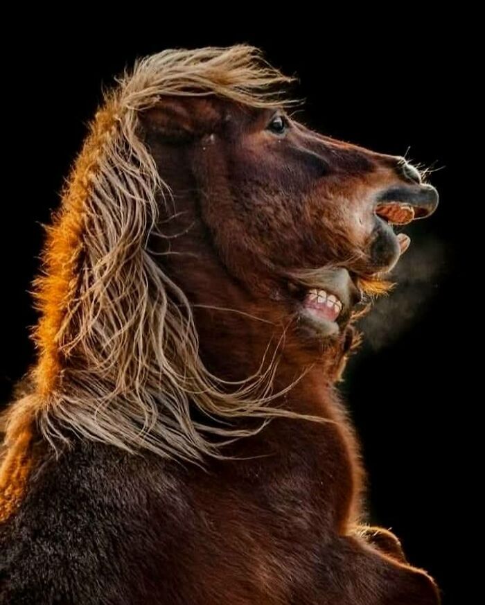 Fotógrafo mostra que não é preciso viajar o mundo para capturar a alma dos animais (32 fotos) 8