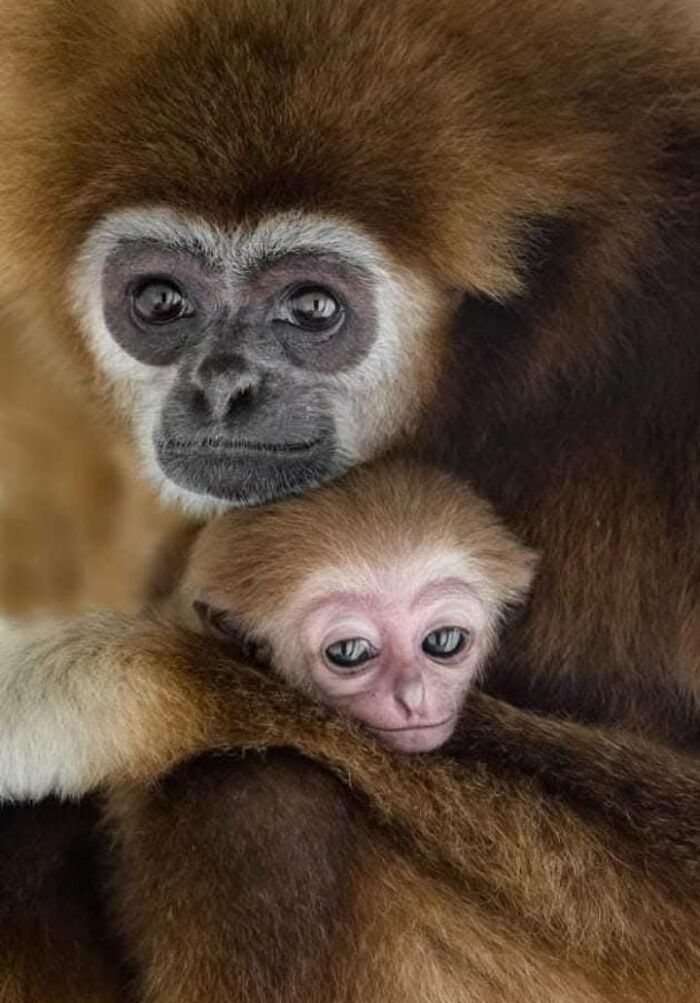 Fotógrafo mostra que não é preciso viajar o mundo para capturar a alma dos animais (32 fotos) 9