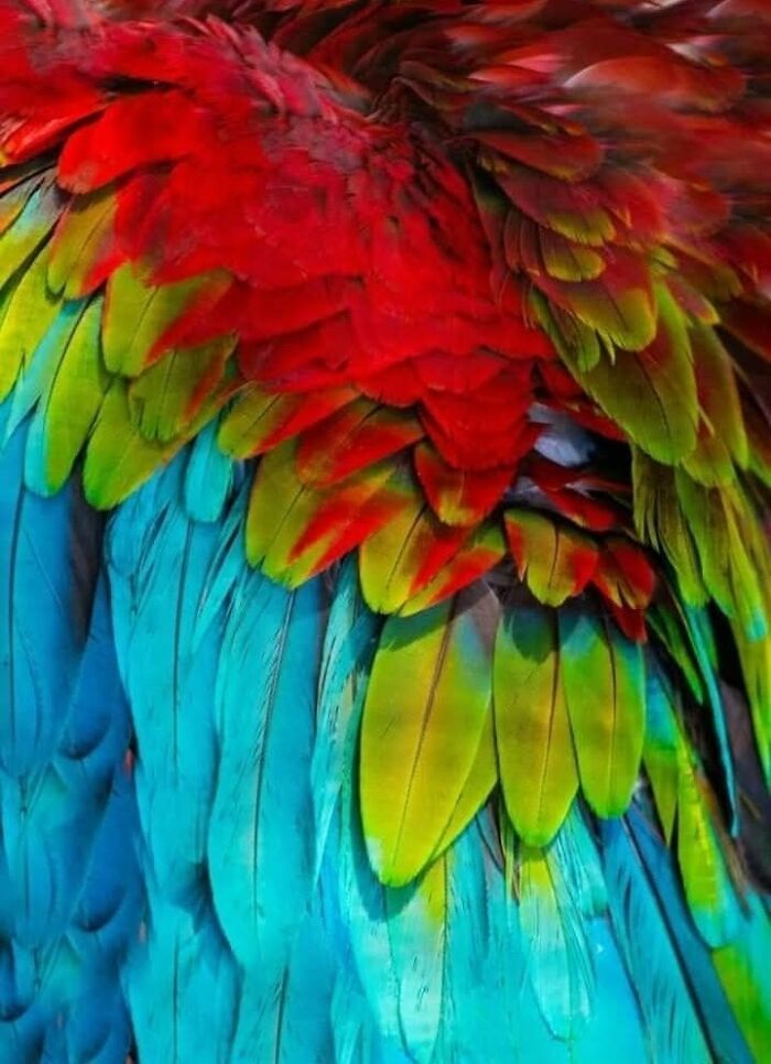 Fotógrafo mostra que não é preciso viajar o mundo para capturar a alma dos animais (32 fotos) 11