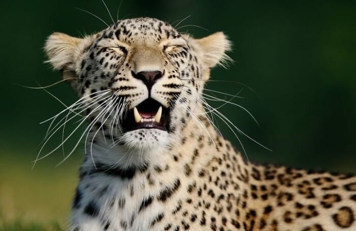 Fotógrafo mostra que não é preciso viajar o mundo para capturar a alma dos animais (32 fotos) 14