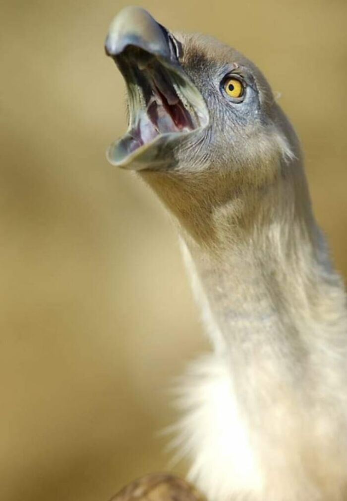 Fotógrafo mostra que não é preciso viajar o mundo para capturar a alma dos animais (32 fotos) 16