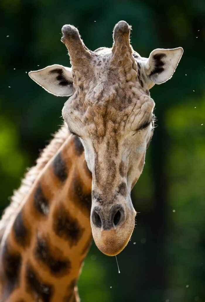 Fotógrafo mostra que não é preciso viajar o mundo para capturar a alma dos animais (32 fotos) 18
