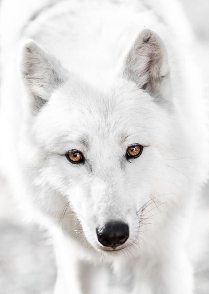 Fotógrafo mostra que não é preciso viajar o mundo para capturar a alma dos animais (32 fotos) 20