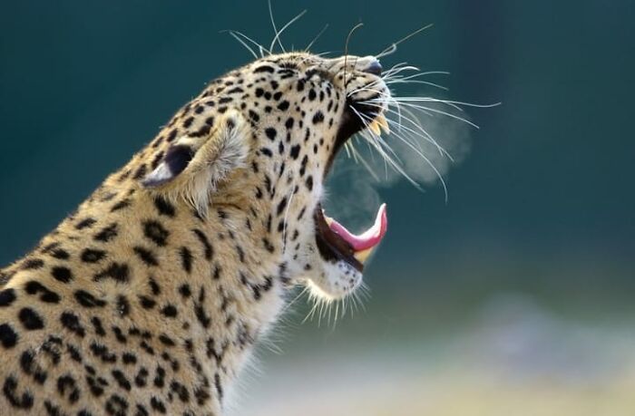 Fotógrafo mostra que não é preciso viajar o mundo para capturar a alma dos animais (32 fotos) 21