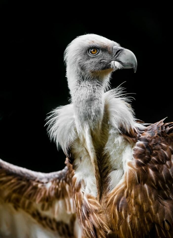 Fotógrafo mostra que não é preciso viajar o mundo para capturar a alma dos animais (32 fotos) 22