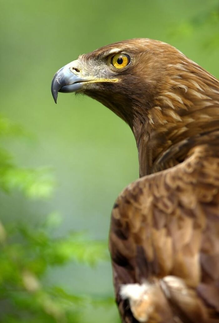 Fotógrafo mostra que não é preciso viajar o mundo para capturar a alma dos animais (32 fotos) 23