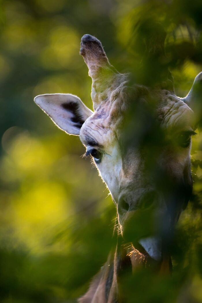 Fotógrafo mostra que não é preciso viajar o mundo para capturar a alma dos animais (32 fotos) 24