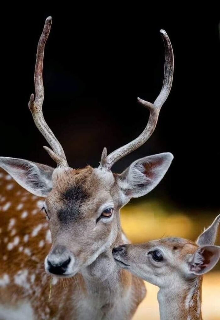 Fotógrafo mostra que não é preciso viajar o mundo para capturar a alma dos animais (32 fotos) 25