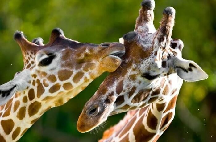 Fotógrafo mostra que não é preciso viajar o mundo para capturar a alma dos animais (32 fotos) 26