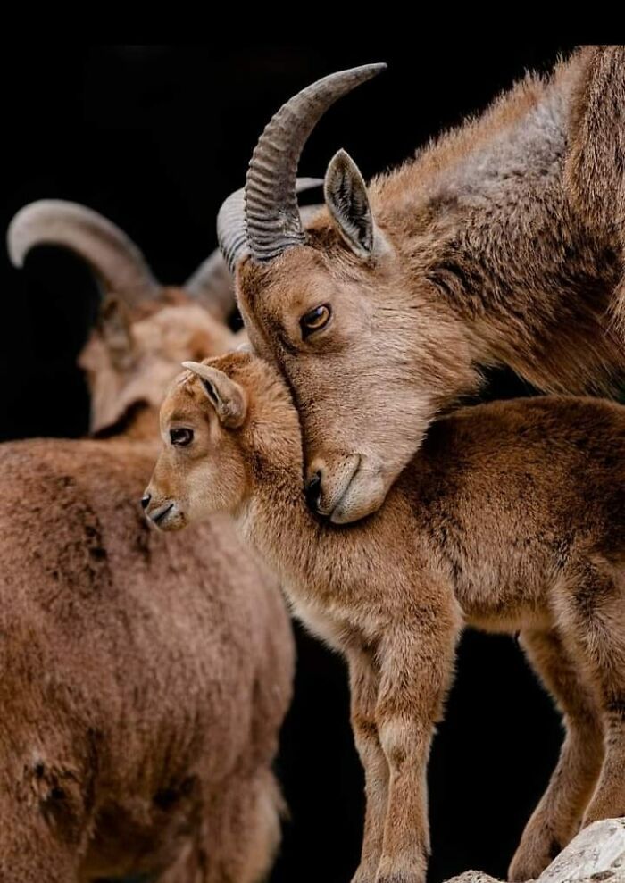 Fotógrafo mostra que não é preciso viajar o mundo para capturar a alma dos animais (32 fotos) 27