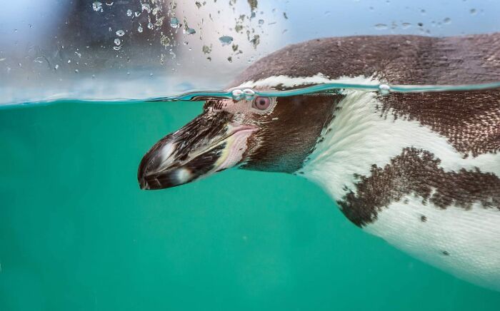 Fotógrafo mostra que não é preciso viajar o mundo para capturar a alma dos animais (32 fotos) 28