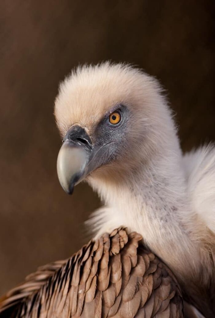 Fotógrafo mostra que não é preciso viajar o mundo para capturar a alma dos animais (32 fotos) 29