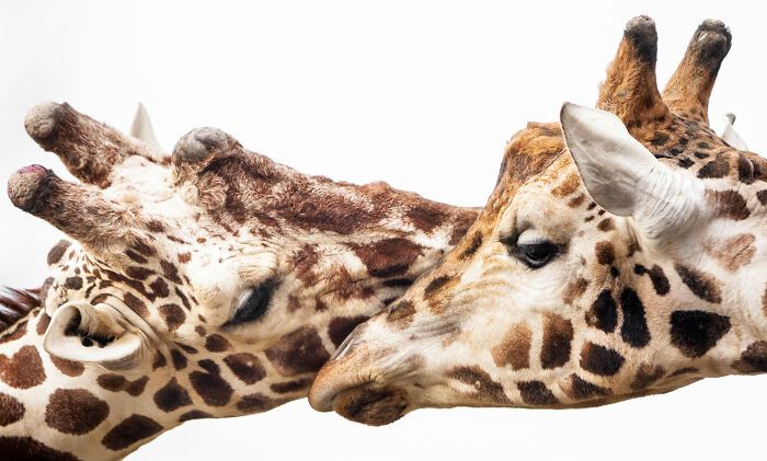 Fotógrafo mostra que não é preciso viajar o mundo para capturar a alma dos animais (32 fotos) 30