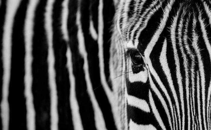 Fotógrafo mostra que não é preciso viajar o mundo para capturar a alma dos animais (32 fotos) 31