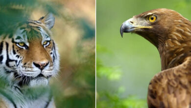 Fotógrafo mostra que não é preciso viajar o mundo para capturar a alma dos animais (32 fotos) 6