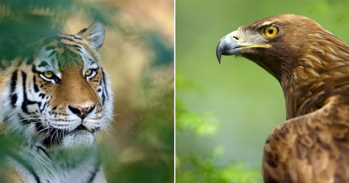 Fotógrafo mostra que não é preciso viajar o mundo para capturar a alma dos animais (32 fotos)
