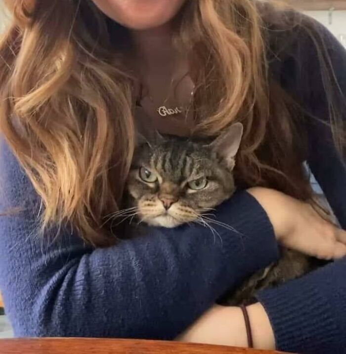 Gatos gordinhos: por que eles conquistam a internet (38 fotos) 2