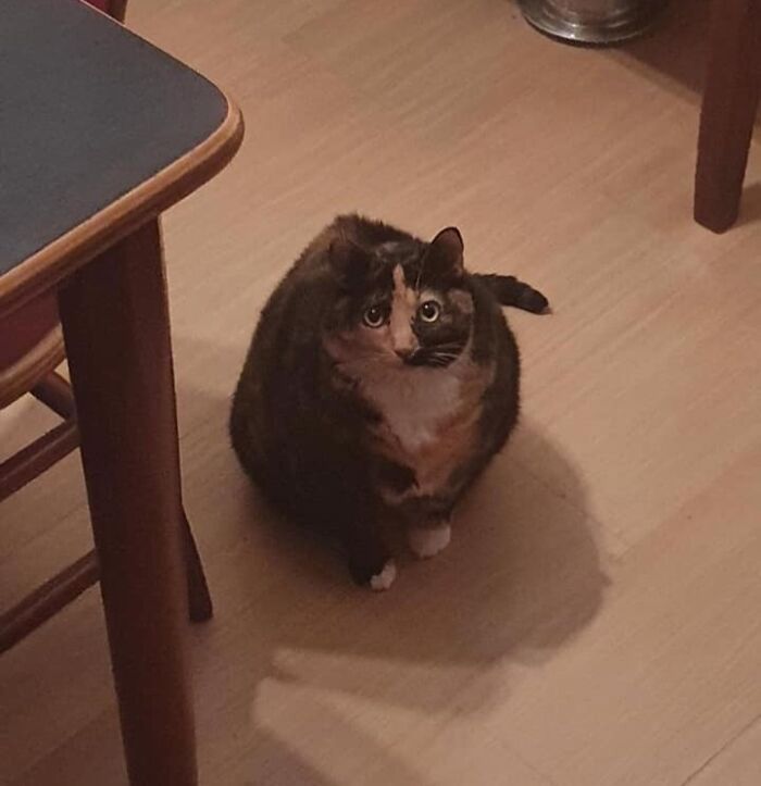 Gatos gordinhos: por que eles conquistam a internet (38 fotos) 11