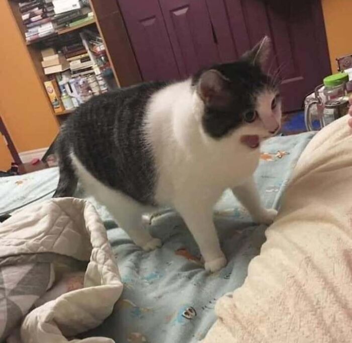 Gatos gordinhos: por que eles conquistam a internet (38 fotos) 12