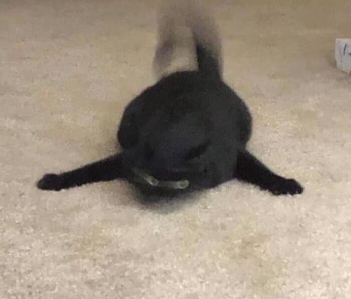 Gatos gordinhos: por que eles conquistam a internet (38 fotos) 13