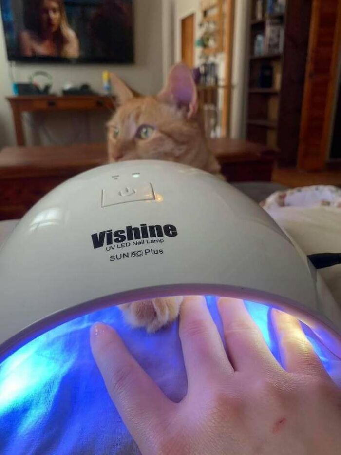 Gatos gordinhos: por que eles conquistam a internet (38 fotos) 16