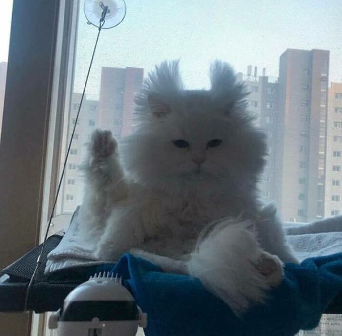 Gatos gordinhos: por que eles conquistam a internet (38 fotos) 21